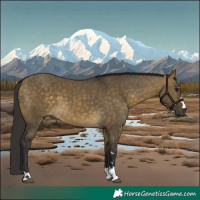 Horse Color:Brown Dun 