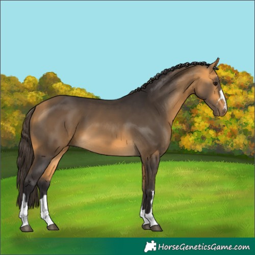 Horse Color:Buckskin 