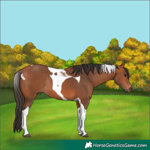 Horse Color:Bay Tobiano Rabicano 