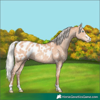 Horse Color:Silver Amber Champagne Appaloosa Rabicano 