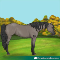 Horse Color:Grullo 