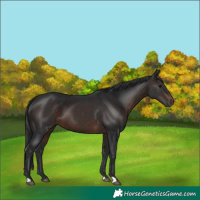 Horse Color:Brown 