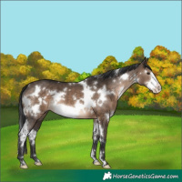 Horse Color:White Spotted Brown Dun Frame 