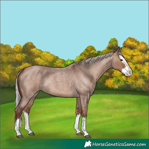 Horse Color:Chocolate Silver Bay Roan Dun Splash Rabicano 