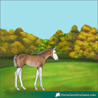 Horse Color:Gray Silver Bay Dun Splash Rabicano