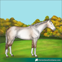 Horse Color:Gray Chocolate Silver Bay Dun Splash