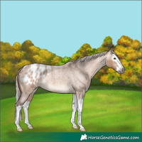 Horse Color:Gray Chocolate Silver Bay Roan Dun Splash Appaloosa Rabicano 