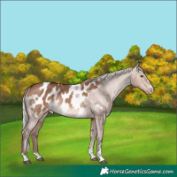 Horse Color:Chocolate Silver Brown Dun Appaloosa Rabicano