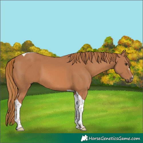 Horse Color:Chestnut Tobiano 