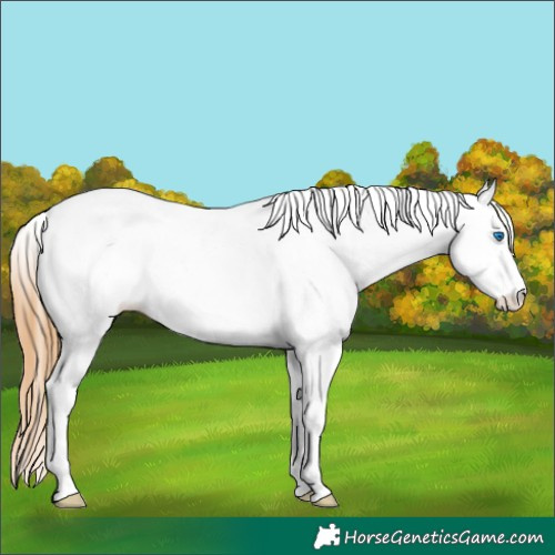 Horse Color:Red Dun Splash Tobiano 