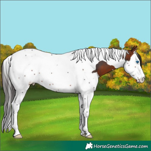 Horse Color:Bay Splash Tobiano 