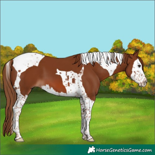 Horse Color:Chestnut Splash Tobiano 