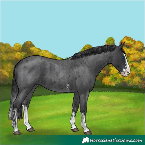 Horse Color:Blue Roan Sabino Splash  and Blue Roan Sabino Splash 