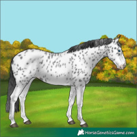 Horse Color:White Spotted Blue Roan Splash Frame Near Leopard 