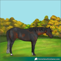 Horse Color:Bay and Brown