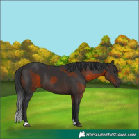 Horse Color:Bay  and Brown 