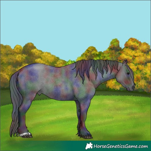 Horse Color:Nacre Blue Roan 