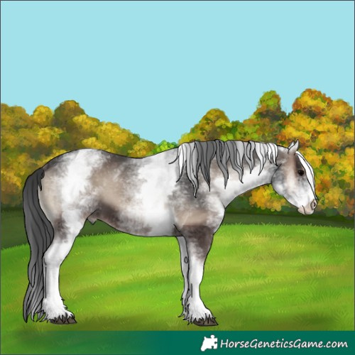 Horse Color:White Spotted Blue Onyx 