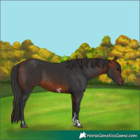 Horse Color:Brown  and Bay Sabino 