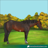 Horse Color:Brown and Bay Sabino