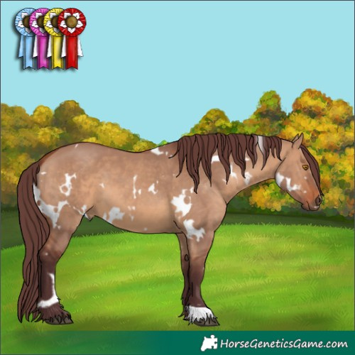 Horse Color:White Spotted Chocolate Bay Dun 