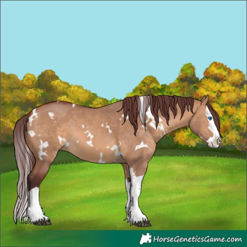 Horse Color:White Spotted Chocolate Bay Dun Splash 