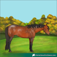 Horse Color:Bay Rabicano 