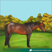 Horse Color:Bay Rabicano