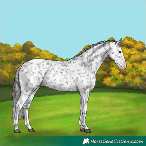 Horse Color:Black Sabino Splash Tobiano Snowflake Varnish