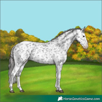 Horse Color:Black Sabino Splash Tobiano Appaloosa 