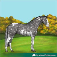 Horse Color:Black Sabino Splash Tobiano Appaloosa