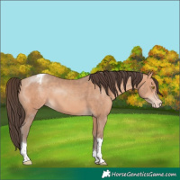 Horse Color:Amber Champagne Tobiano Blanket 