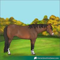 Horse Color:Bay 