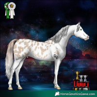 Horse Color:Amber Champagne Dun Appaloosa Rabicano