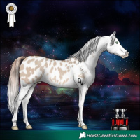 Horse Color:Amber Champagne Dun Appaloosa Rabicano
