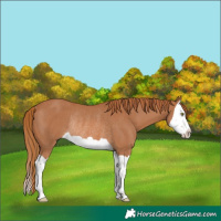 Horse Color:Chestnut Splash Rabicano 