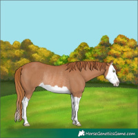 Horse Color:Chestnut Splash Rabicano