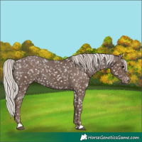 Horse Color:Silver Black Snowflake Varnish