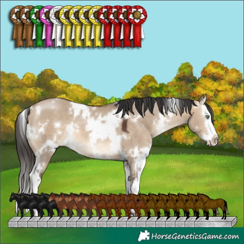Horse Color:White Spotted Brown Dun Splash 