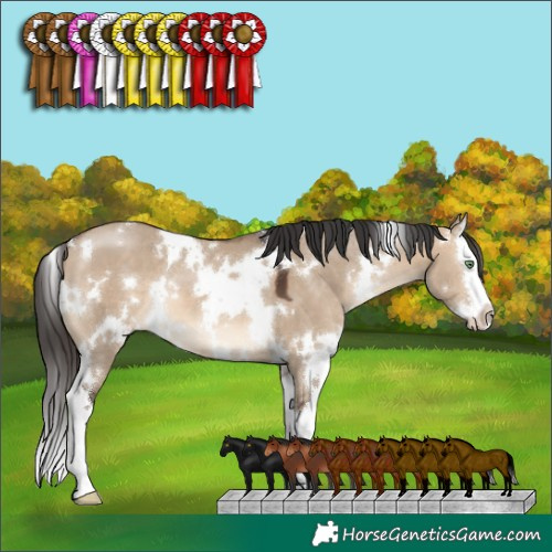 Horse Color:White Spotted Brown Dun Splash 