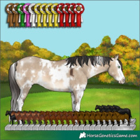 Horse Color:White Spotted Brown Dun Splash 