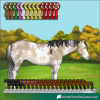 Horse Color:White Spotted Brown Dun Splash 