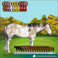 Horse Color:White Spotted Brown Dun Splash 