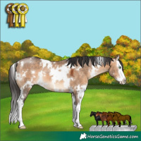 Horse Color:White Spotted Brown Dun Splash 
