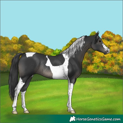 Horse Color:Black Tobiano Rabicano 