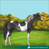 Horse Color:Black Tobiano Rabicano 