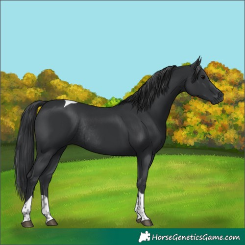 Horse Color:Black Tobiano Rabicano