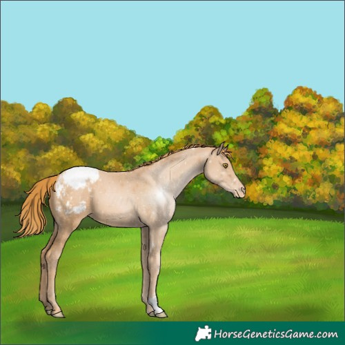 Horse Color:Chestnut Pearl Appaloosa