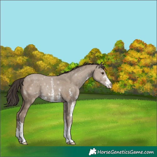 Horse Color:Classic Champagne Sabino