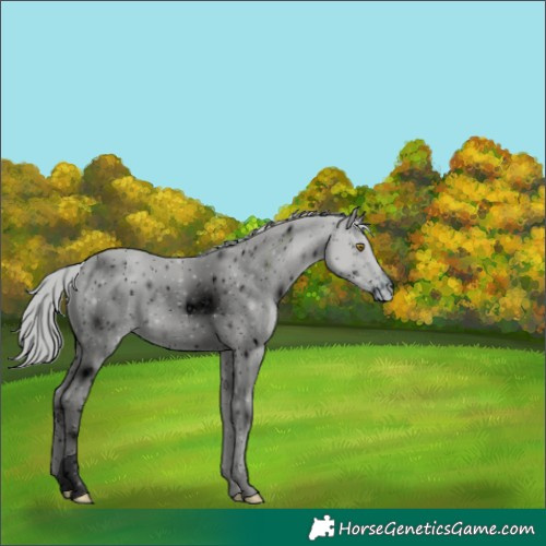 Horse Color:ERROR: UNKNOWN ANOMALY